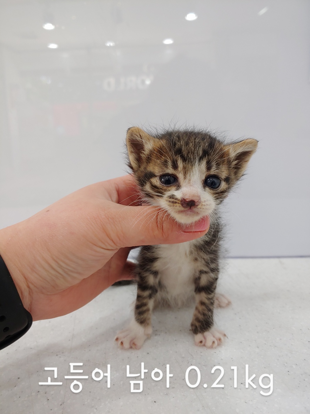 [고양이] 한국 고양이 울산-남구-2023-00093 유기동물 배경 이미지 입니다.